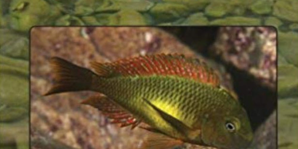 Konings, Ad – TROPHEUS in their Natural Habitat (Tanganyika Cichlids)