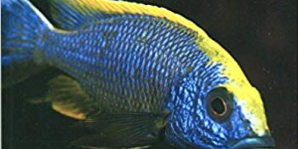 Konings, Ad – The Cichlids of Lake Malawi National Park