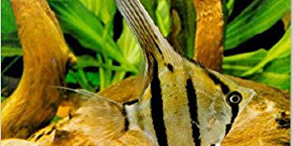 Paepke, Hans J. – Die Segelflosser: Gattung Pterophyllum