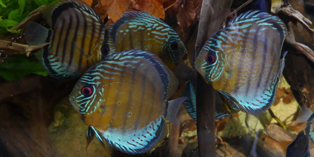 Die Geschichte vom Nitratgehalt und dem Wasserwechsel