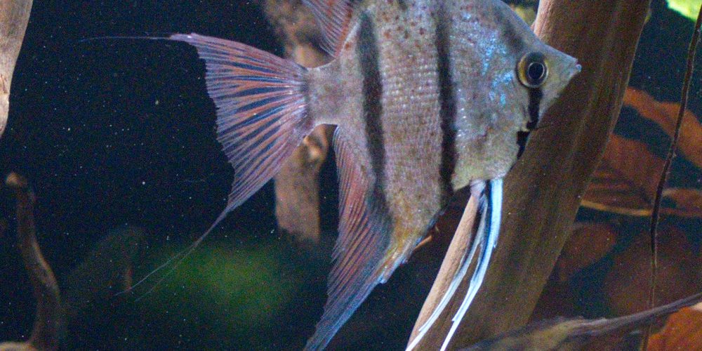 Mitglieder stellen sich vor – Skalar-Becken von Stefan Pierdzig